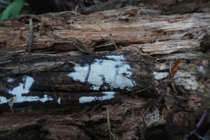 Hydnophlebia alachuana 1 - IMG_2925